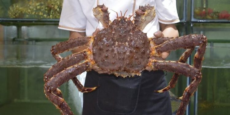 Cập nhật giá cua hoàng đế tại Hà Nội