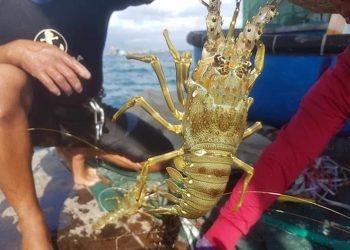 Cập nhật giá tôm hùm xanh hiện nay