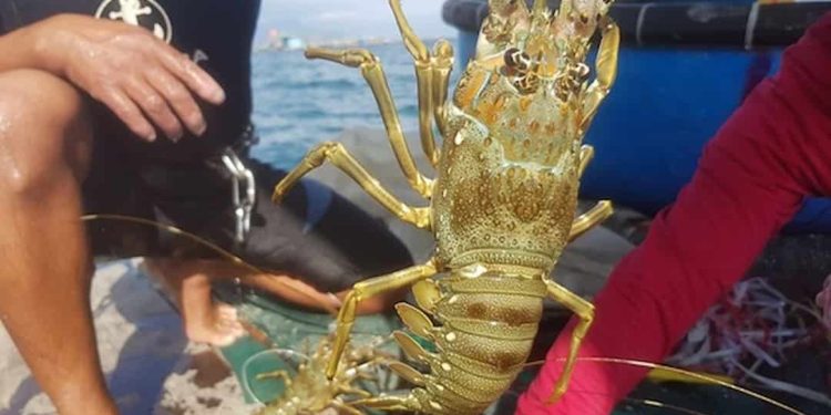 Cập nhật giá tôm hùm xanh hiện nay