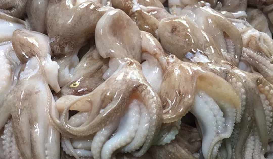 Vì sao nên ăn bạch tuộc?