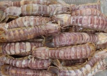 Lợi ích của tôm tít khi ăn