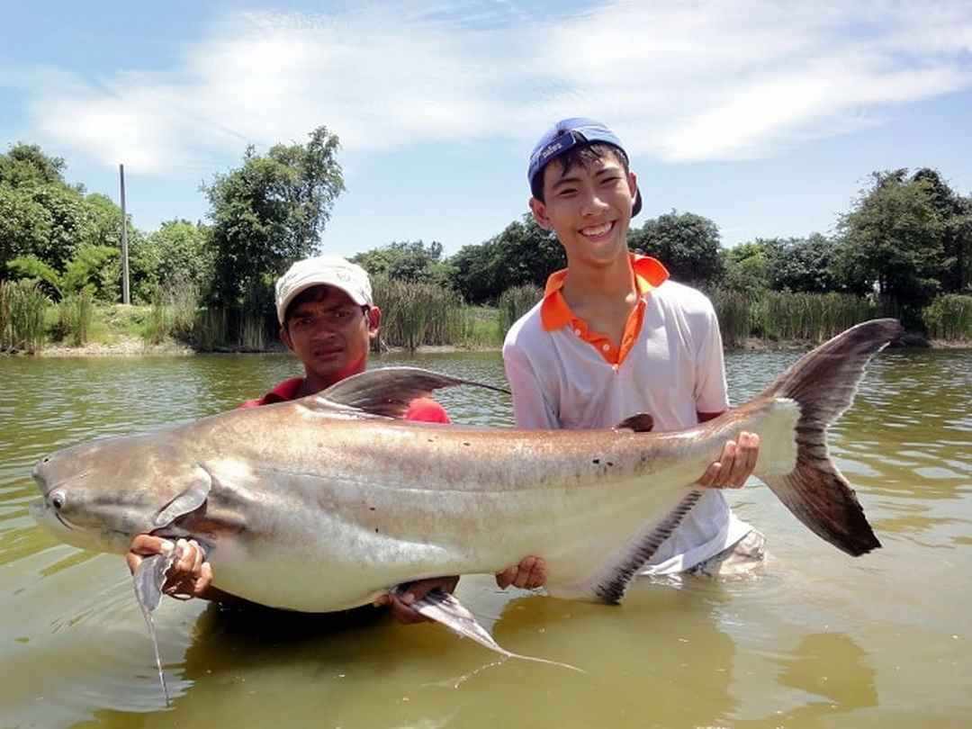 Những Điều Cần Biết Về Cá Basa