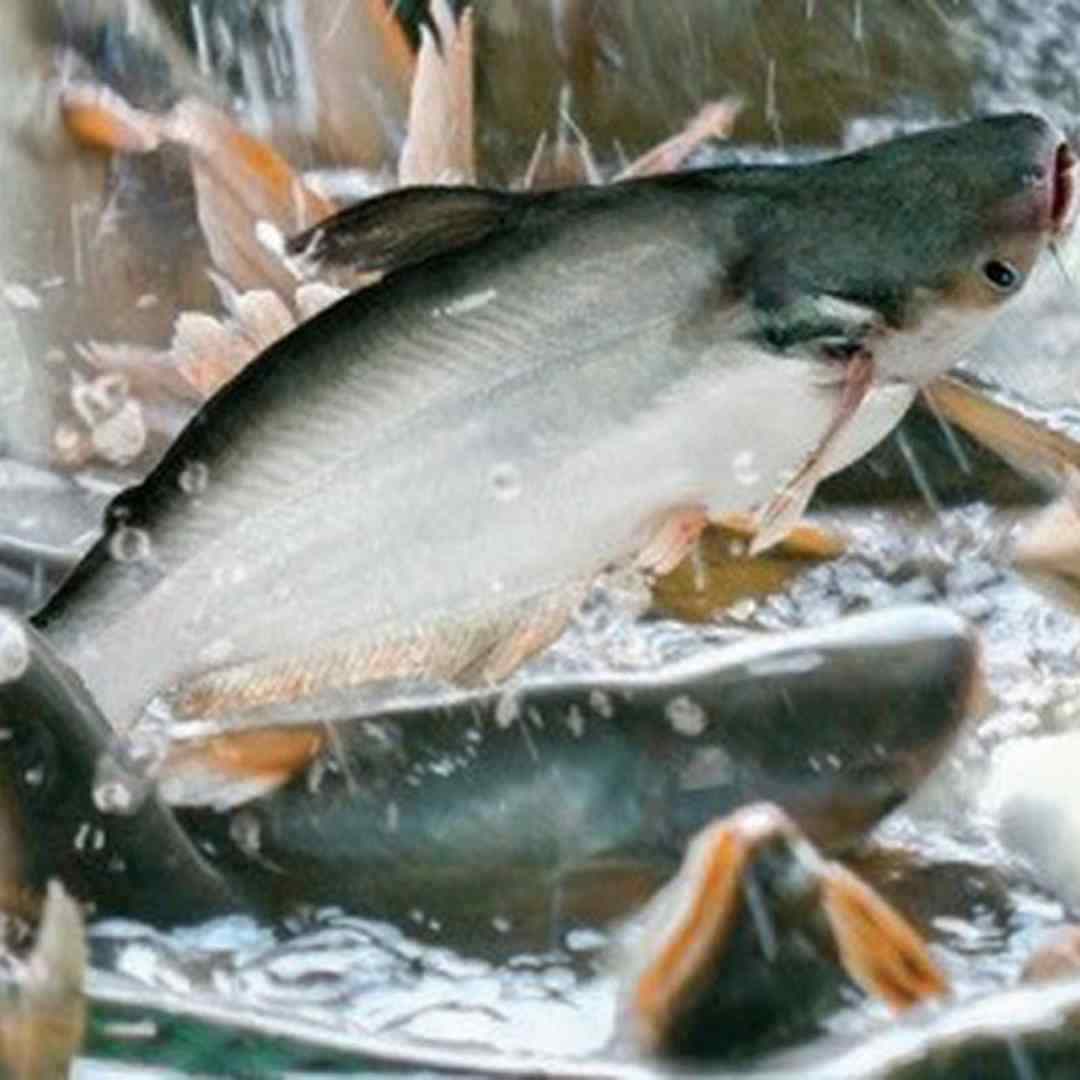 Tổng quan về cá Basa