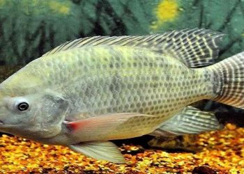 Những điều cần biết về nơi cá rô phi sống ở Việt Nam