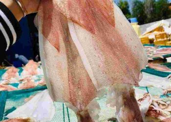 Bạn có thể tìm mua loại mực này ở các cửa hàng bán hải sản