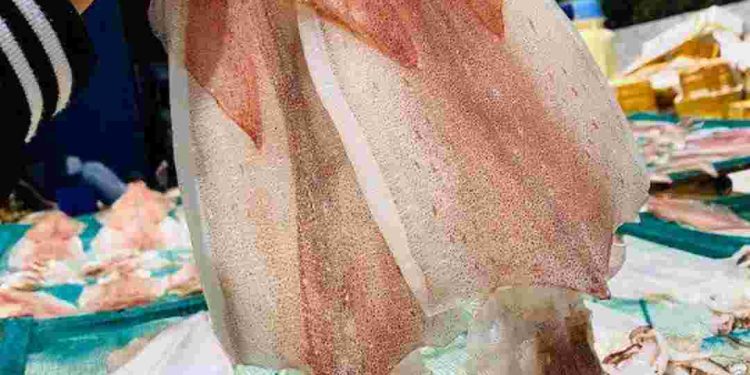 Bạn có thể tìm mua loại mực này ở các cửa hàng bán hải sản