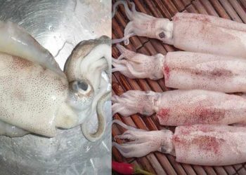 Cách nhận biết mực lá và mực ống