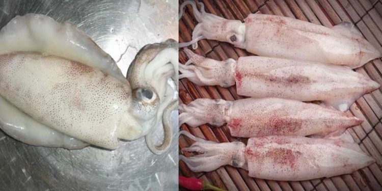 Cách nhận biết mực lá và mực ống