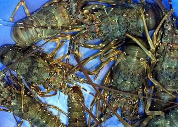 Tôm hùm xanh sống tươi ngon