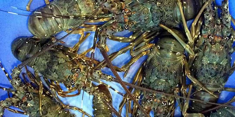 Tôm hùm xanh sống tươi ngon