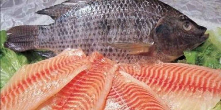 Tổng quan về thành phần dinh dưỡng có trong cá rô phi