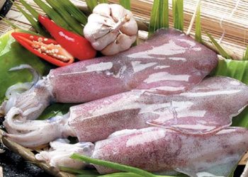 Mực ống thuộc có phần thân và phần đầu rõ ràng