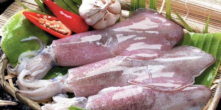 Mực ống thuộc có phần thân và phần đầu rõ ràng