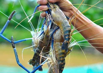 Tôm càng xanh làm món gì ngon