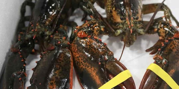 Tôm hùm Alaska bao nhiêu 1 kg