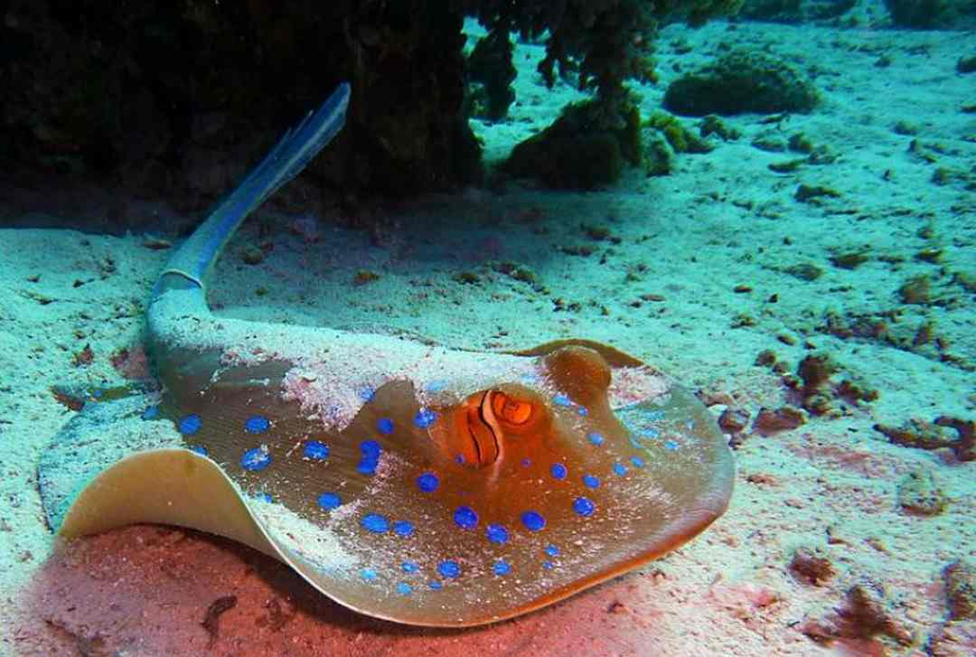 Cá đuối sao (cá đuối xanh)