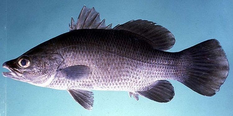 Cách chăm sóc chá chẽm để đạt hiệu quả cao