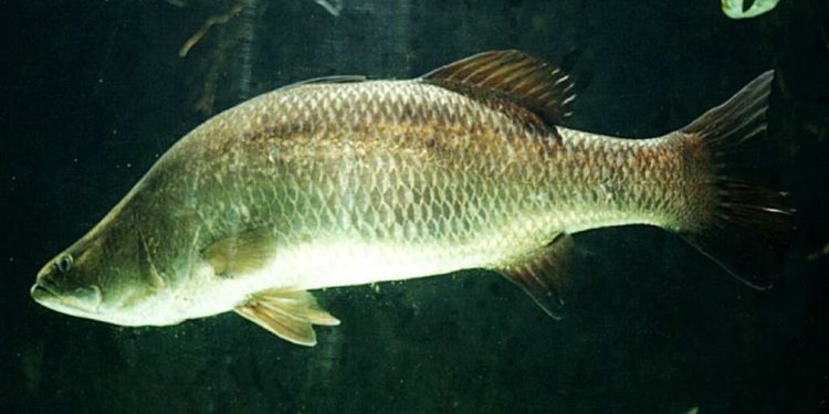 Cách xử lý nước của cá Chẽm