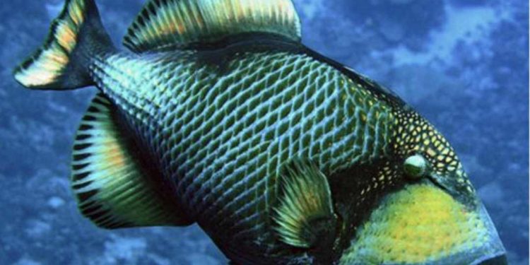 Đặc điểm nhận dạng dễ biết của cá