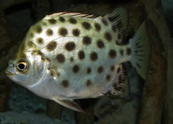 Cá nâu nguồn gốc, đặc điểm nhận dạng