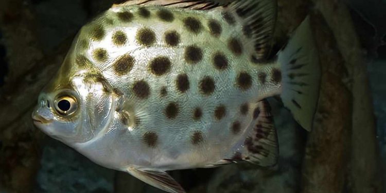 Cá nâu nguồn gốc, đặc điểm nhận dạng