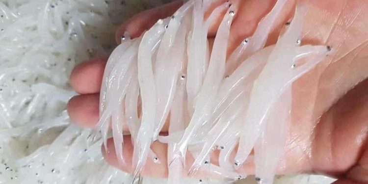 Cá ngần có thân hình dài bé nhỏ, lớp vảy cá trong veo