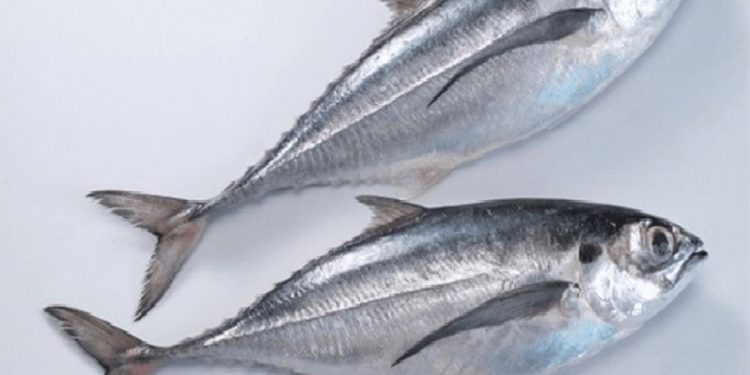 Cá sòng và những đặc điểm nhận dạng riêng biệt