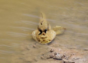 Loài cá với những món ăn bổ dưỡng.