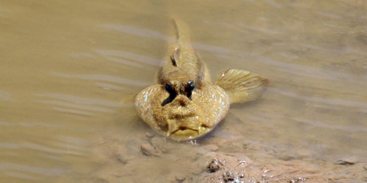 Loài cá với những món ăn bổ dưỡng.