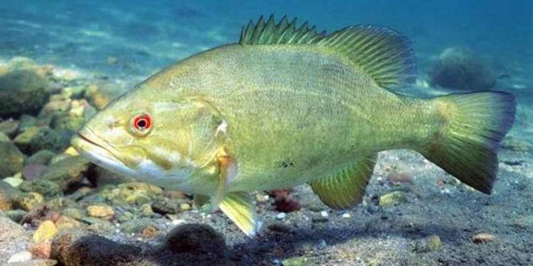 Đặc điểm đặc trưng của cá