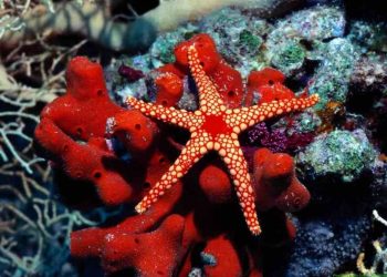 Mua sao biển có đắt không?