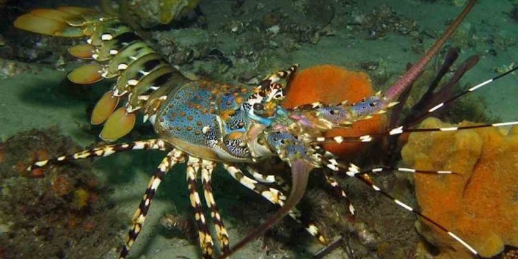 Tôm hùm bông hay còn có tên là tôm hùm sao