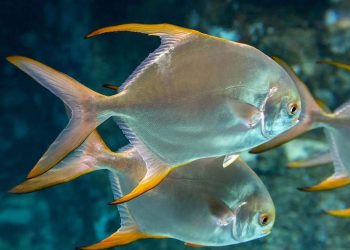 Cá chim rất dễ nhận biết qua hình dạng bên ngoài