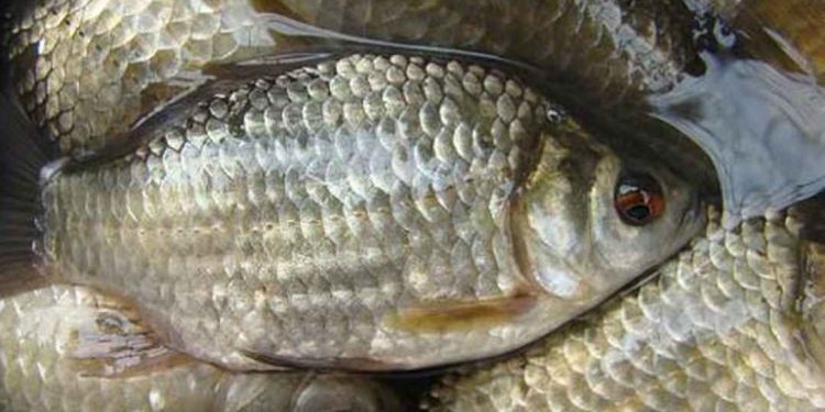 Cá diếc là loài cá nước ngọt phổ biến ở nước ta