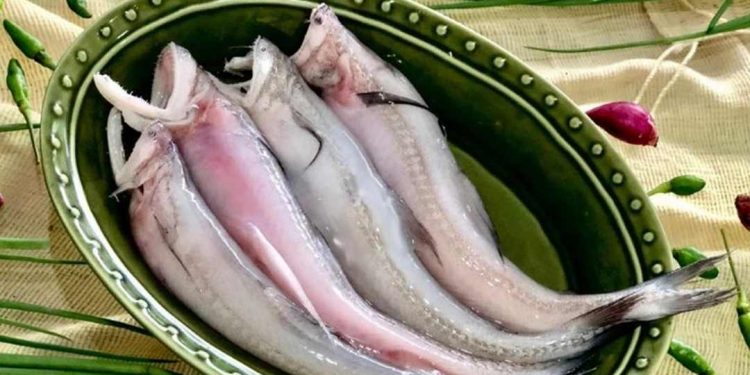 Cá khoai giàu dinh dưỡng, có nhiều lợi ích cho sức khỏe