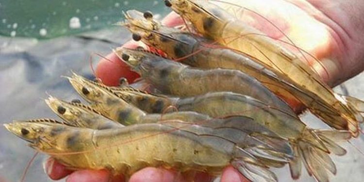 Tôm đất sống ở vùng nước ngọt hoặc nước lợ