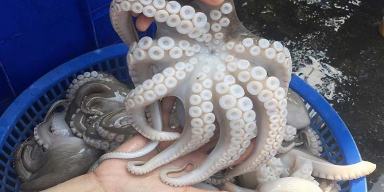 Bạch tuộc là loài rất thông minh với khả năng học hỏi