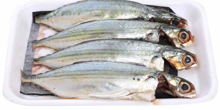 Cá bạc má - Một loài cá biển cực kỳ giàu dinh dưỡng 