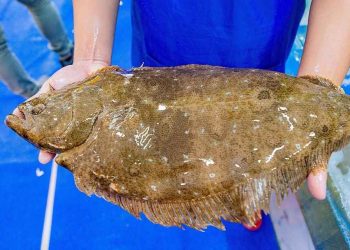 Thịt cá chứa nhiều chất dinh dưỡng tốt cho hệ tim mạch, tuần hoàn