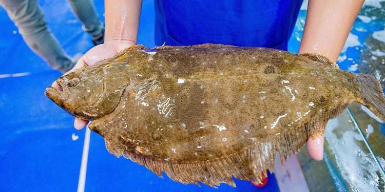 Thịt cá chứa nhiều chất dinh dưỡng tốt cho hệ tim mạch, tuần hoàn