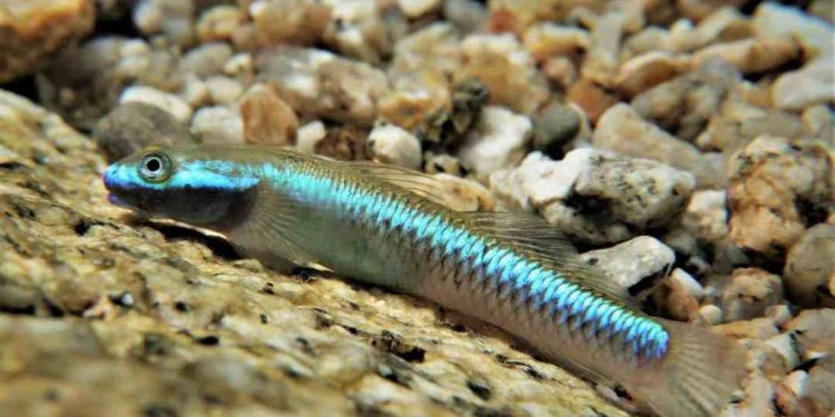 Cá bống có kích thước nhỏ và tương đối dễ nhận biết 