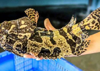 Cá bống mú là một trong những loại cá được nhiều người ưa chuộng