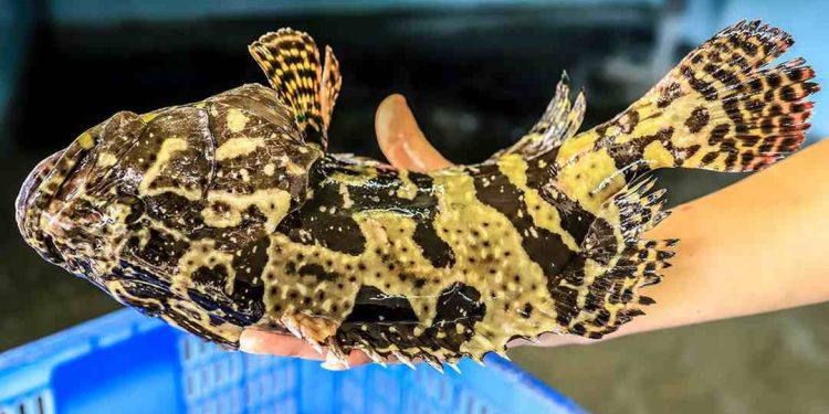 Cá bống mú là một trong những loại cá được nhiều người ưa chuộng