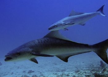 Môi trường sinh sống của cá bớp