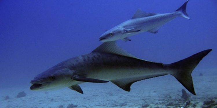 Môi trường sinh sống của cá bớp