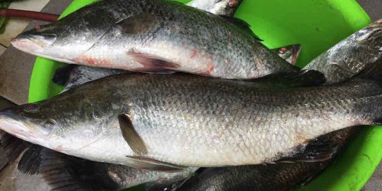 Loài cá có giá trị kinh tế cao ít ai biết đến