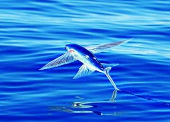 Cá chuồn sống ở vùng biển nhiệt đới hay cận nhiệt đới