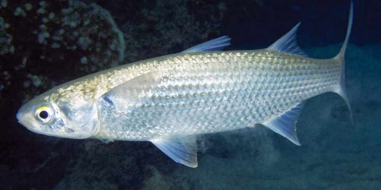 Cá đối xuất hiện nhiều ở những vùng khí hậu nhiệt đới ấm áp 