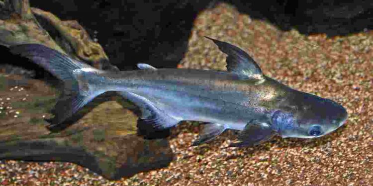 Môi trường sống chủ yếu của cá dứa là vùng nước mặn nước lợ