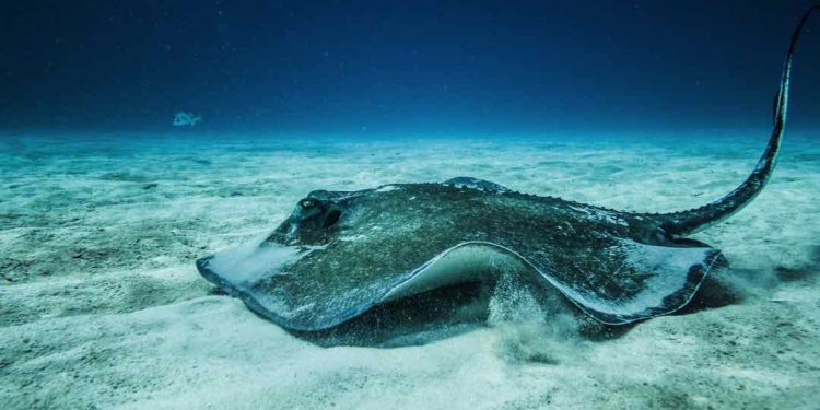 Loài cá biển có thể chế biến thành nhiều món ngon